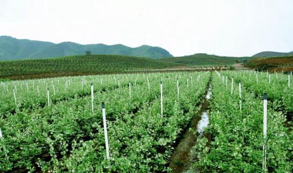 蓝莓种植园区