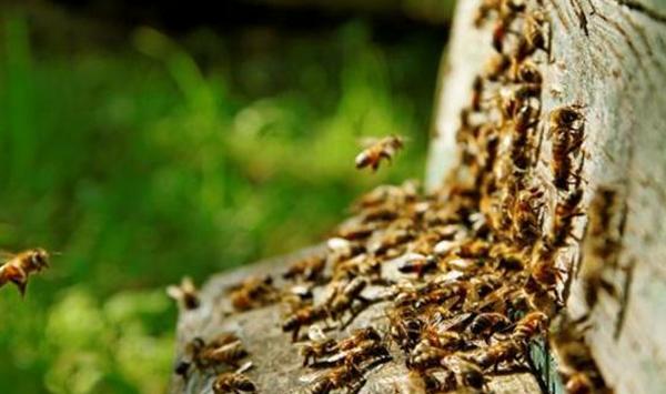 蜜蜂养殖：蜂群转地饲养，必须做好以下相关工作
