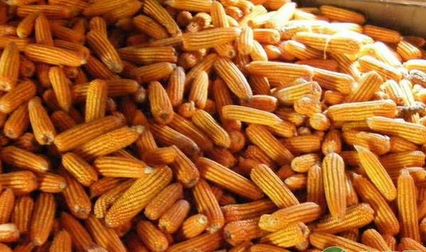 夏玉米高产高效简化栽培技术