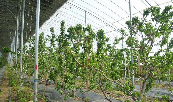 改良（黄）纺锤形甜樱桃整形模式介绍