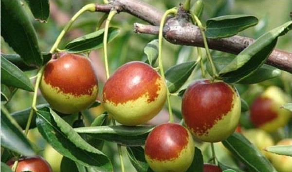 冬枣无公害优质高产栽培技术