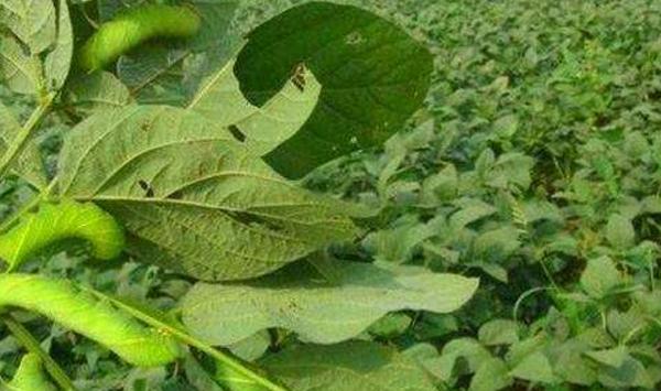 浅谈豆青虫的症状表现及防治技巧
