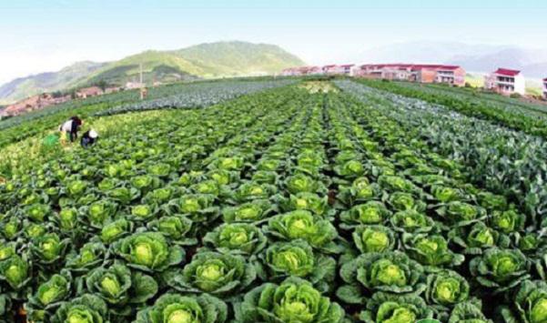 蔬菜早衰怎么办？蔬菜防止早衰的五个要点