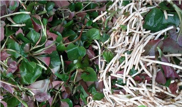 贵州地区鱼腥草规模化栽培技术