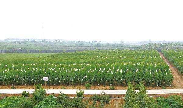 夏季玉米苗期遭遇涝灾的危害及补救措施