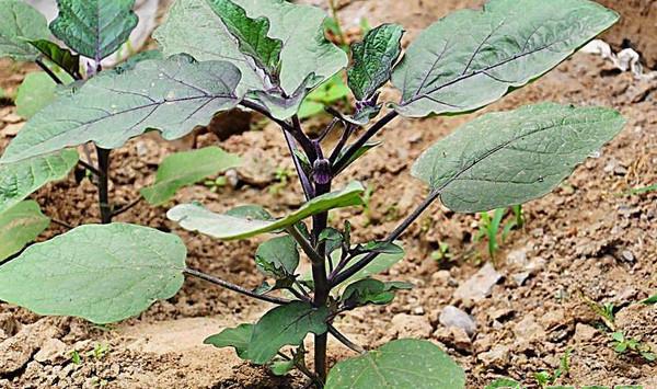 南方高山茄子覆膜高产栽培技术