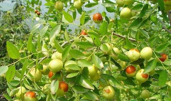 神木市枣树主要害虫种类及其防治措施