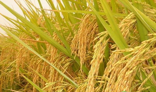 吉林省水稻旱田育苗栽培技术要点