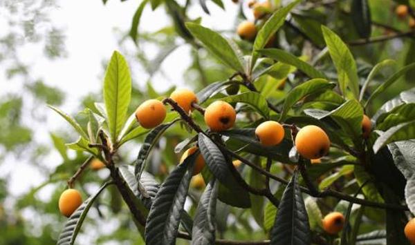 浅谈南方枇杷高产种植技巧