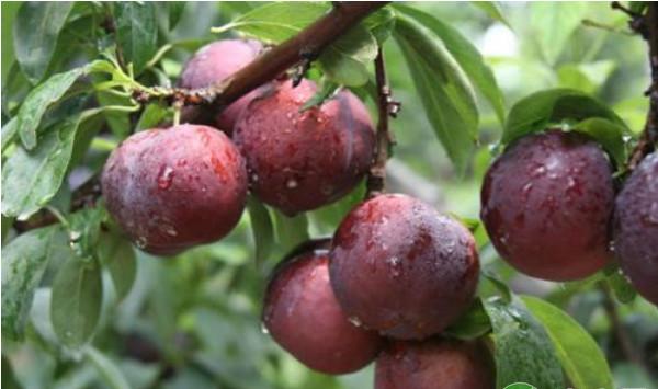 日光温室李子优质高产栽培管理技术要点