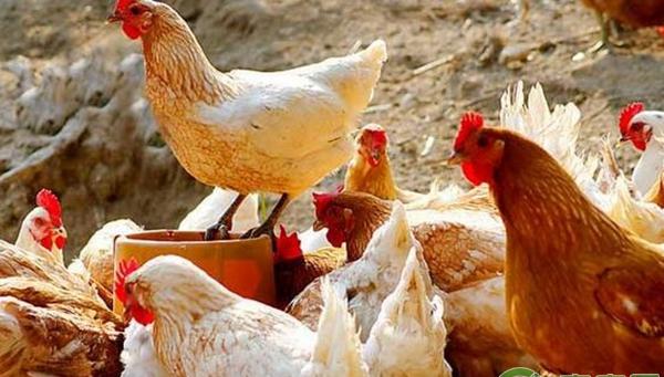 养鸡技术