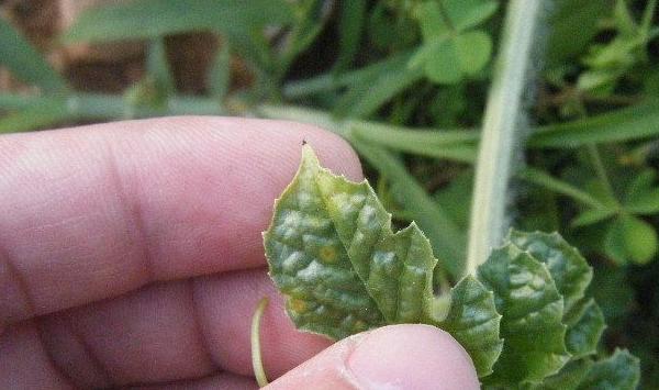 浅谈西瓜细菌性角斑病症状及防治方法