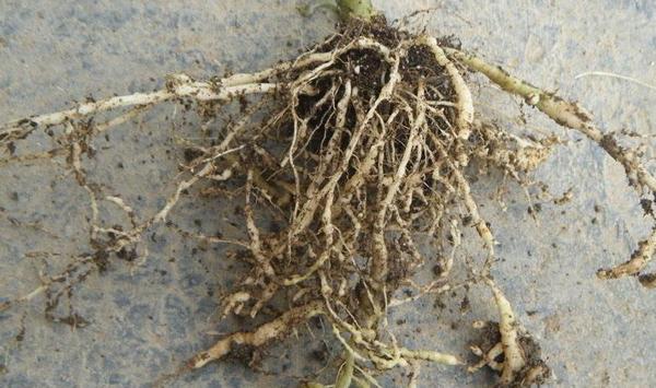 果树根结线虫怎么防治？