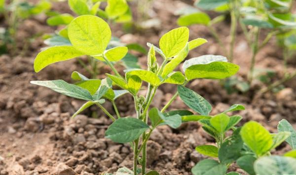豆类大田除草药剂配方