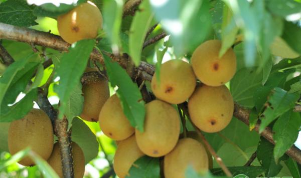 软枣猕猴桃种植前景及实用价值