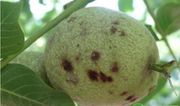 核桃黑斑病的发病规律及其防治方法