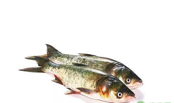 简述大中型水库有机食品鱼养殖规程