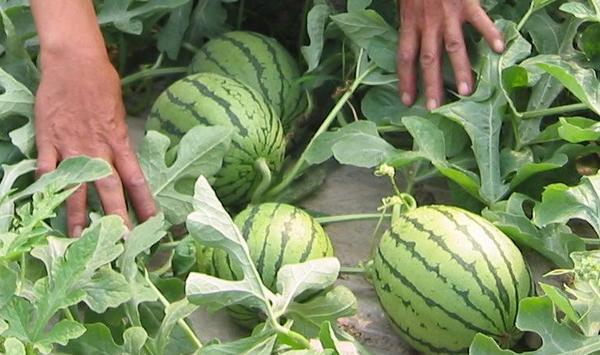 西瓜嫁接方法