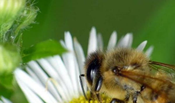 蜜蜂养殖蜂群转地饲养技巧