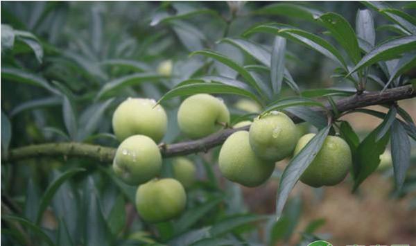 日光温室李子优质高产栽培管理技术要点