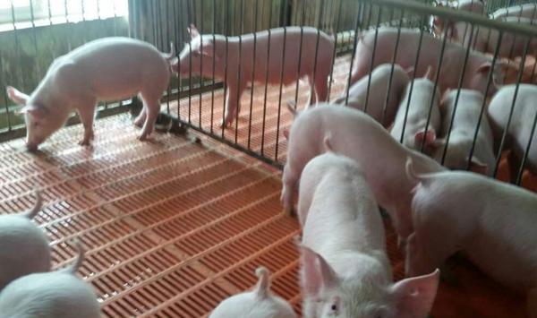 浅谈猪附红细胞体病的综合防治技巧