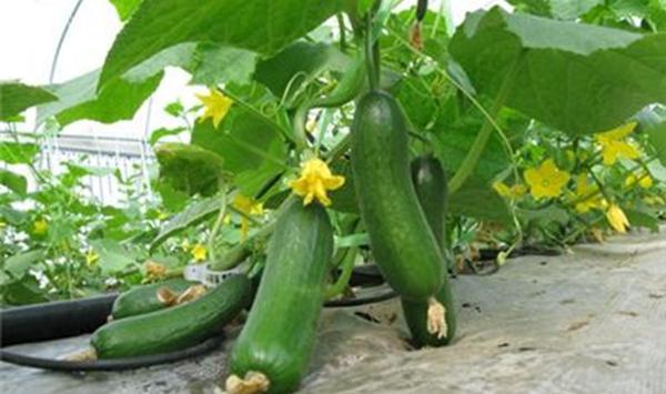 水果黄瓜越夏