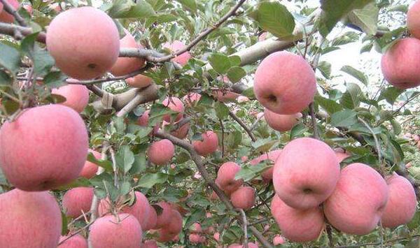 苹果食心虫发生关键因素及防治措施