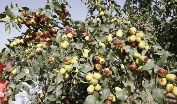 枣树虫害草履蚧和枣瘿螨的发生与防治