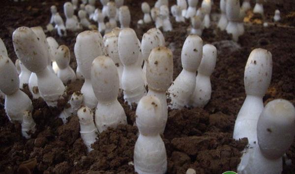 基金项目：鸡腿菇经济林下高效栽培技术