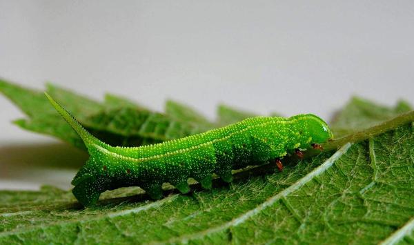 豆青虫怎么防治？