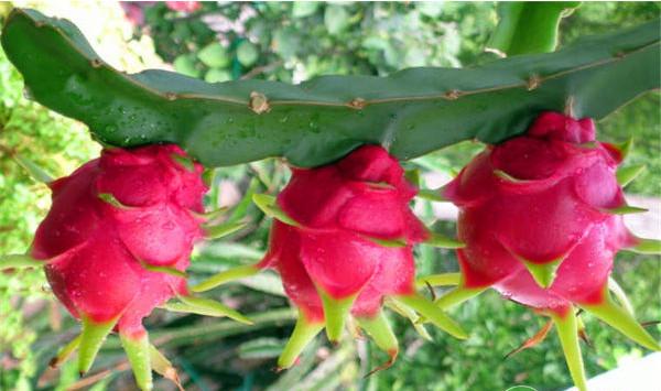 浅谈火龙果六月份栽培管理技术要点