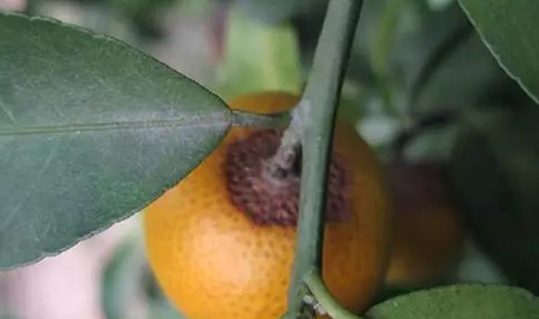 炭疽病怎么防治？