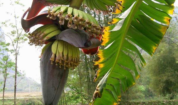 浅谈香蕉全面跳甲症状表现
