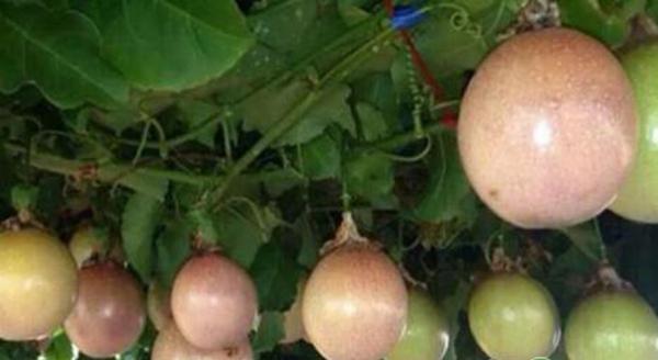 百香果茎基腐病综合防治措施