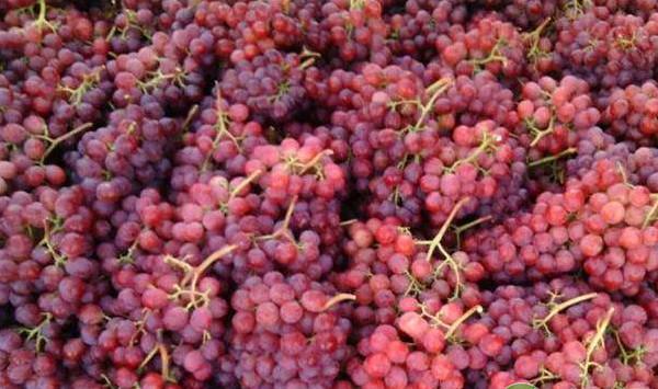 葡萄黑痘病发病规律及其主要防治方法