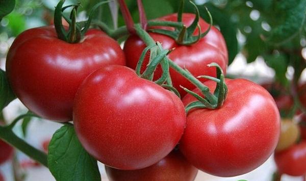 无公害蔬菜生产技术规程