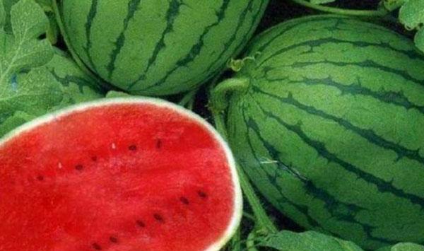 大棚西瓜生产期和采收期裂果原因及防治措施