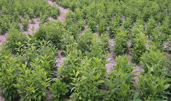 苍术种植管理