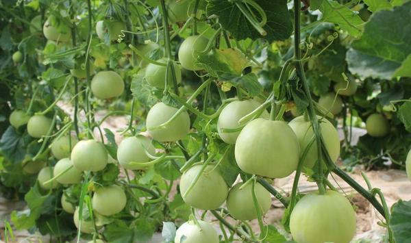 甜瓜种植怎么施肥？甜瓜各生长阶段的施肥技巧