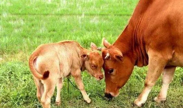 配制肉牛饲料的10项原则