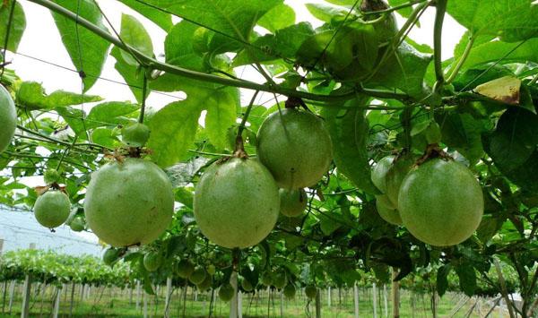 百香果种植技术