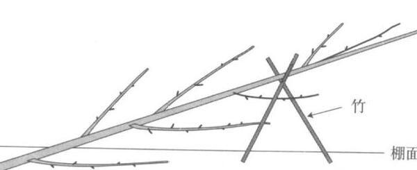 棚架梨树体结构搭建及树形培养技术