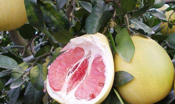 浅谈贵州省红肉蜜柚病虫害防治方法