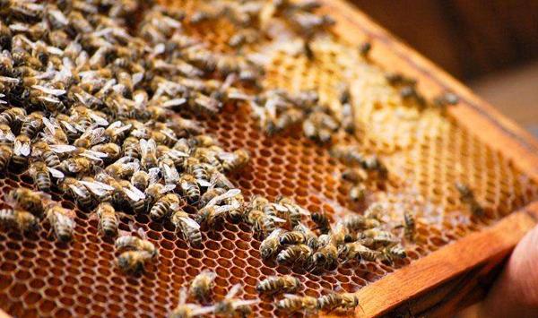 造成蜜蜂变黑的原因分析及对应措施