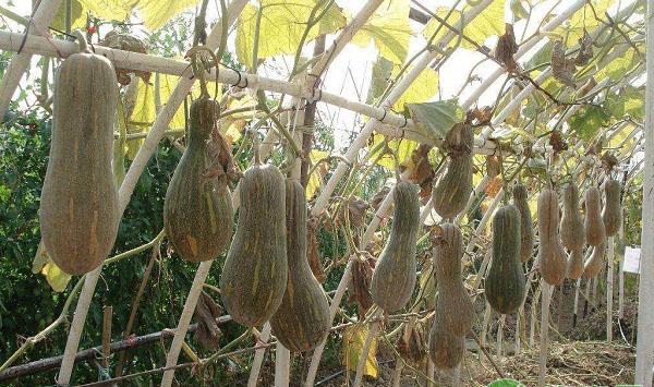 密本南瓜怎么种植？密本南瓜的栽培技术要点与方法