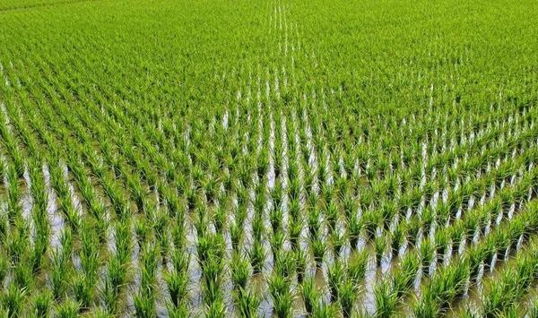 水稻药害的症状分析及防治方法