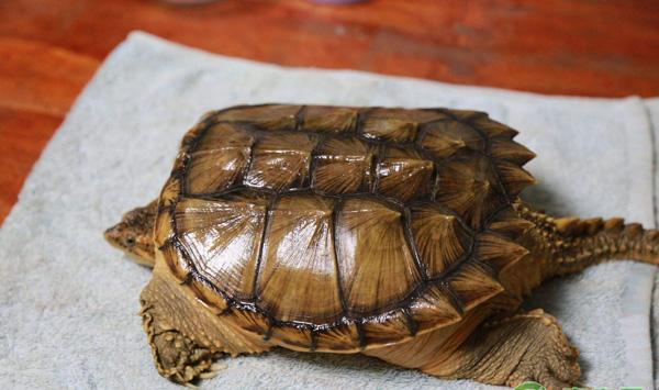 鳄鱼龟公母区分方法