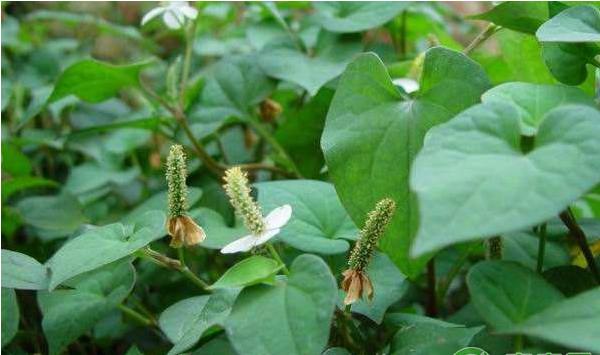 贵州地区鱼腥草规模化栽培技术