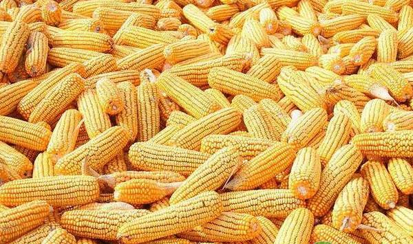 夏玉米高产高效简化栽培技术