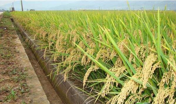 吉林省水稻旱田育苗栽培技术要点